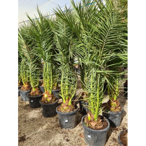 Phoenix canariensis 55 lt -5*/-8*